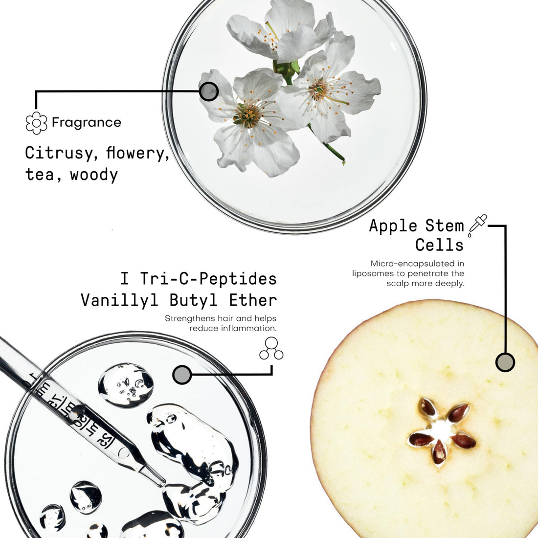 FRAMESI Morphosis Densifying Shampoo 8.4 fl oz, Hair Thickening Shampoo, For Sensitive Scalps, For Thinning Hair, Natural Ingredients, Color Safe