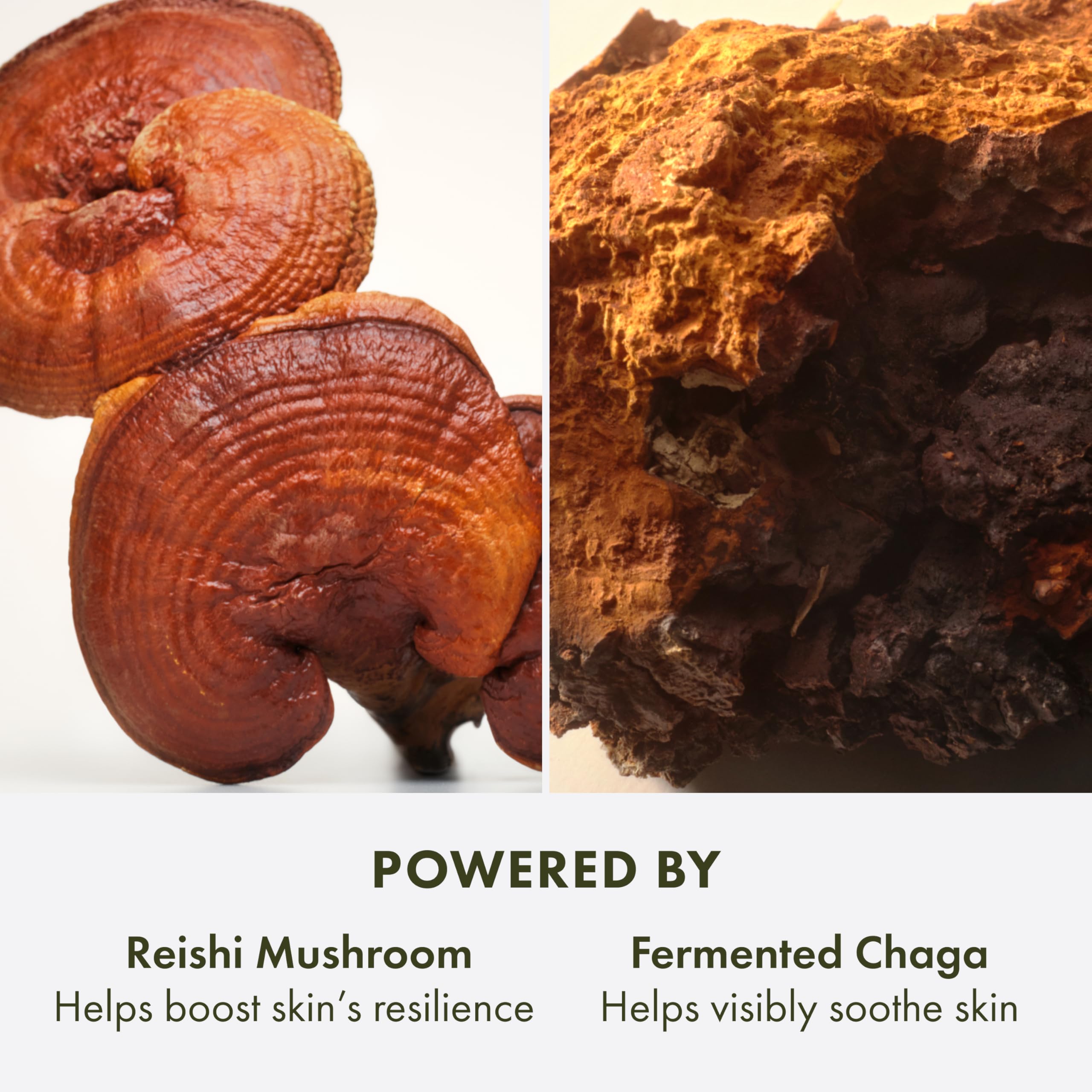 Origins Mega-Mushroom Soothing Cream | Visibly Soothes Skin | With Reishi Mushroom, 1.7 Fl Oz