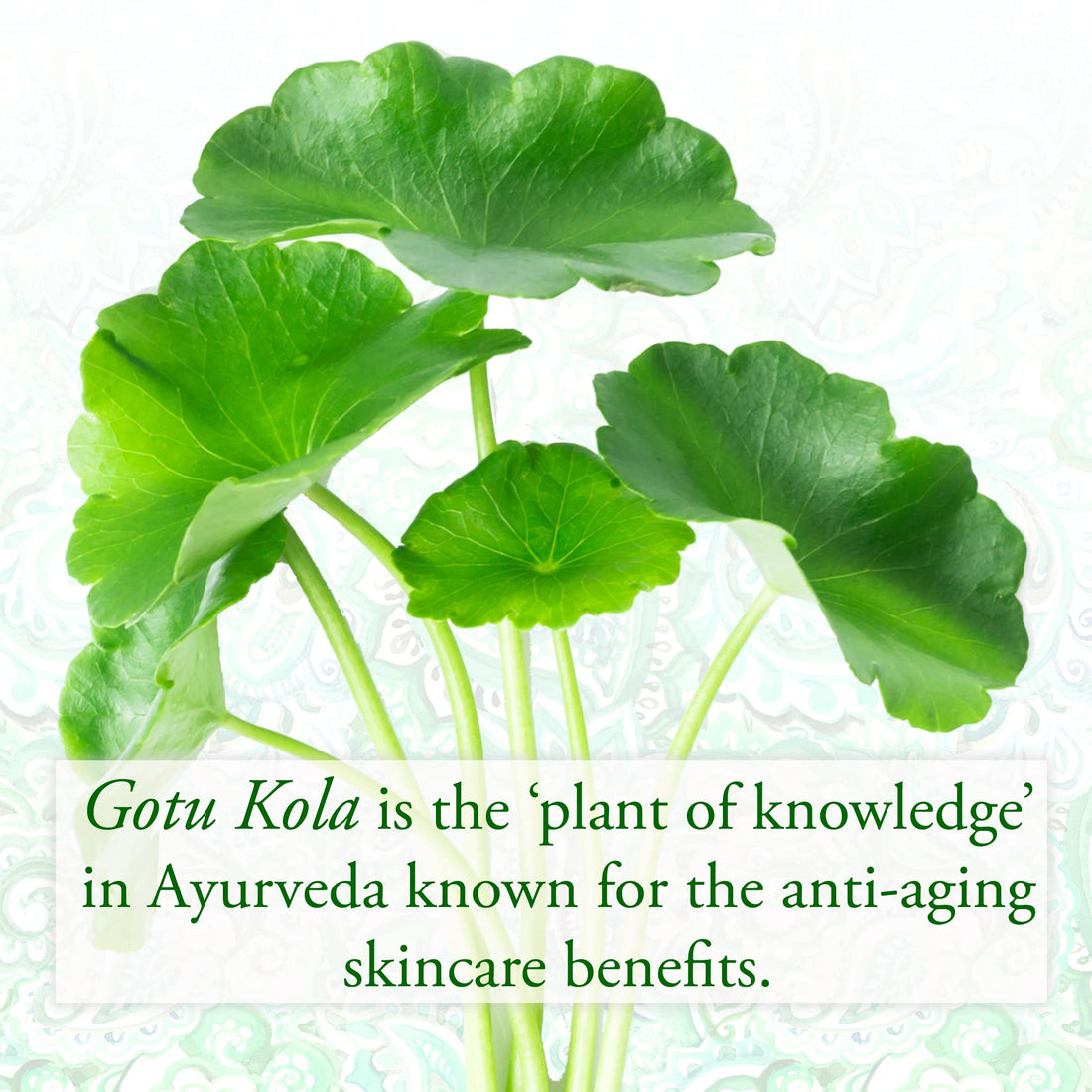 Sundari Gotu Kola and Boswellia Firming Eye Serum, 0.5 Ounce