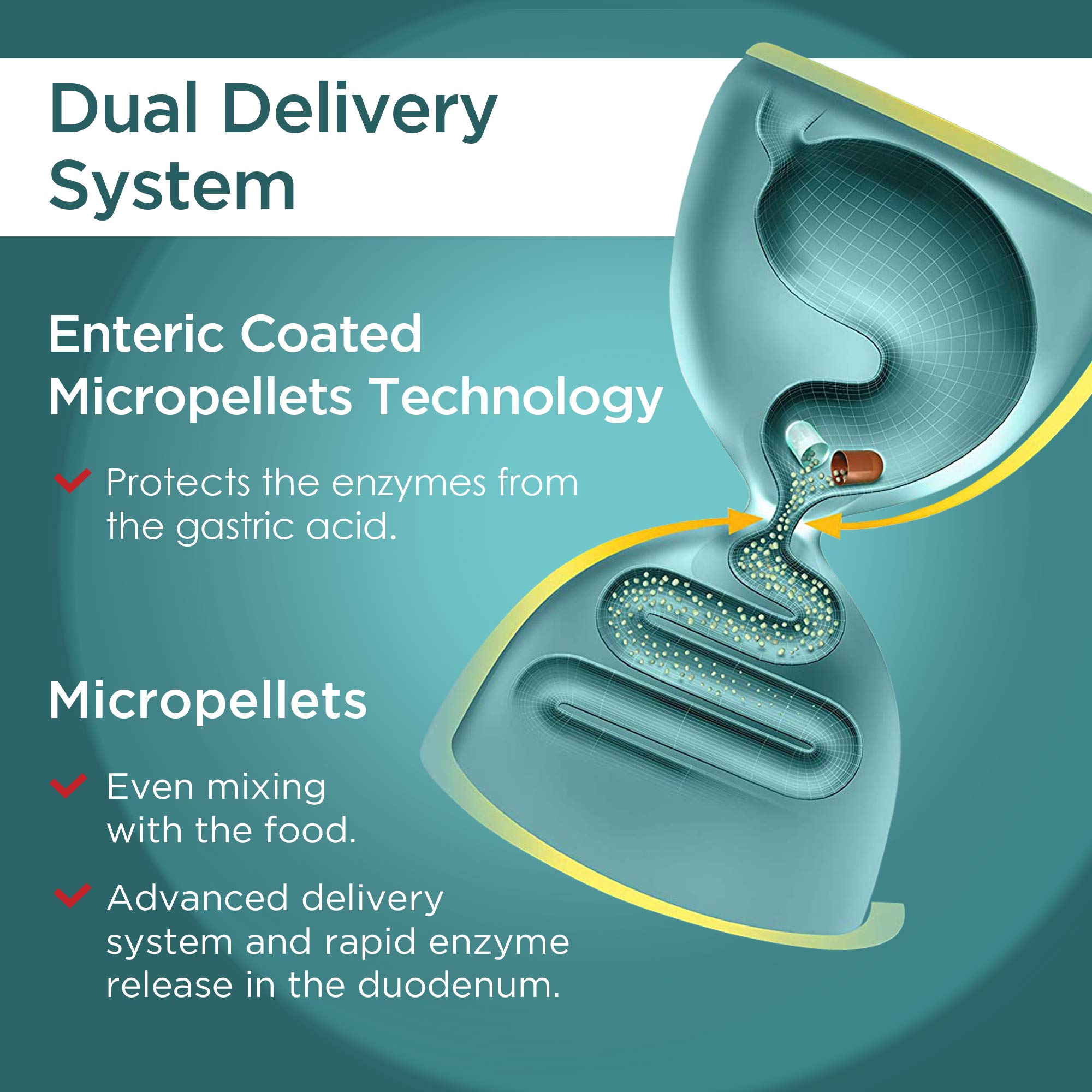 Micrazym AVVA Pharm Pancreatic Enzymes - 10,000 USP Effective Pancreatic Enzyme Supplements - Digestive Enzymes for Digestion - 50 Fast-Acting Capsules with Amylase, Lipase and Protease