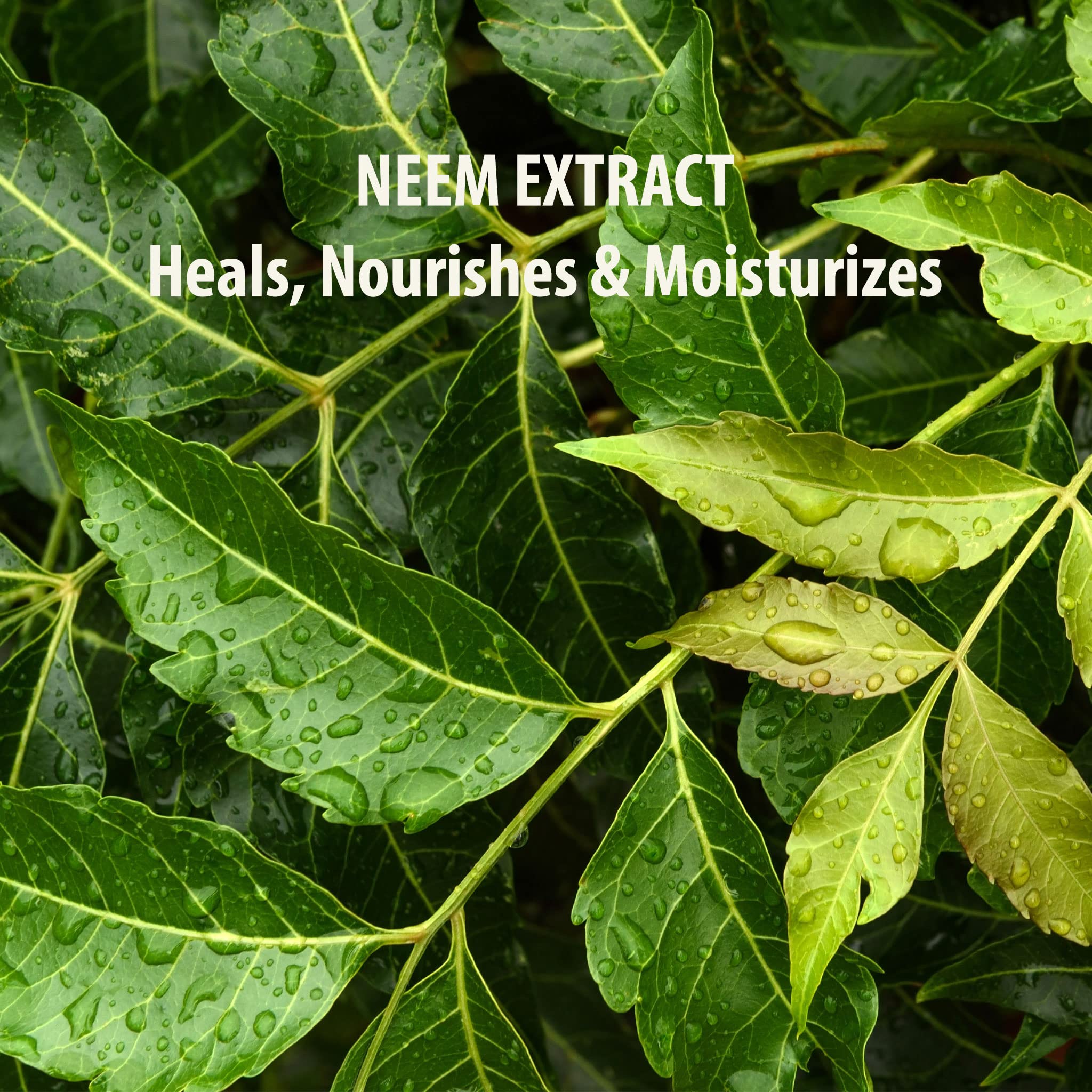 Neem Eye Cream - 0.5 oz