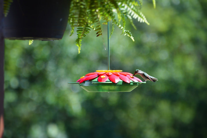 Nature's Way Bird Products WW3DHF3 Real 3D Flower Hummingbird Feeder, Red