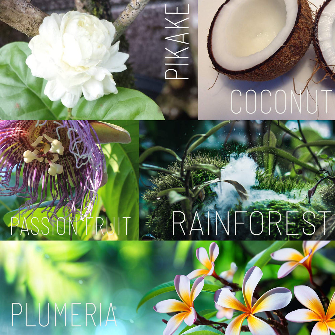 Ola Tropical Apothecary Pikake Body Butter with Pure Tropical Oils and Plant Extracts - 4.9 oz