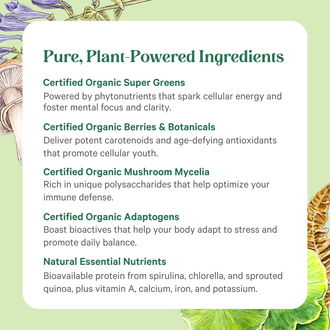 PURE SYNERGY Organic Superfood Powder | Organic Green Superfood Powder | Whole Food Supplement with Organic Greens, Spirulina and Mushrooms | for Energy, Healthy Aging, and Immune Health (12.5 oz)