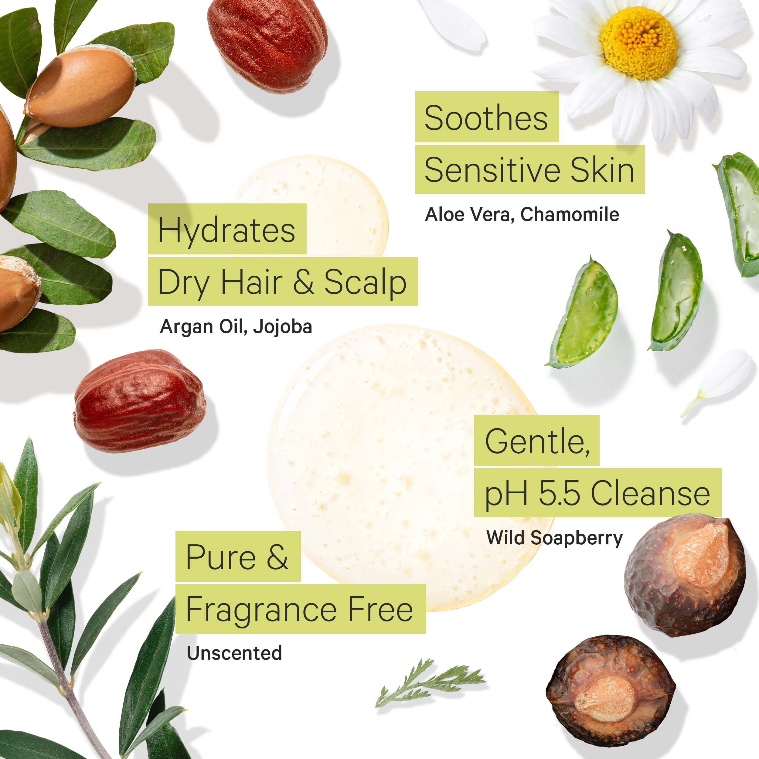 Tree to Tub Fragrance Free Shampoo for Dry & Sensitive Scalp - Gentle Unscented Hydrating Hair Shampoo for Women & Men, Moisturizing Sulfate Free Shampoo w/Organic Argan Oi, All Natural Aloe Vera