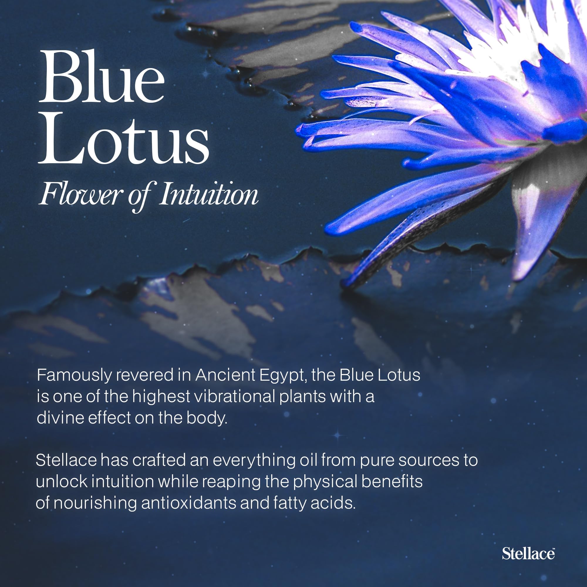 stellace Organic Egyptian Blue Lotus Moringa Oil - 60ml - 100% Pure & Natural Extract - Premium Therapeutic Grade For Face, Body and Hair Oil - Relaxation & Advanced Skin Care