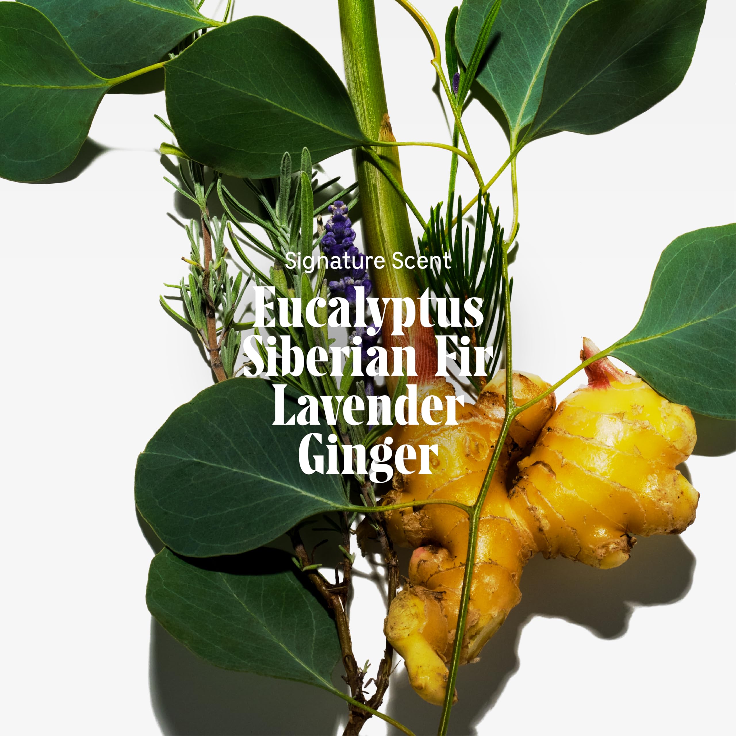 Nécessaire Eucalyptus Body Wash with Pump | Multi-Oil Nourishing Cleanse For Women + Men | Gel Cleanser | Dermatologist-Tested. Hypoallergenic | No SLS/SLES (500 ml / 16.9 fl. oz.)