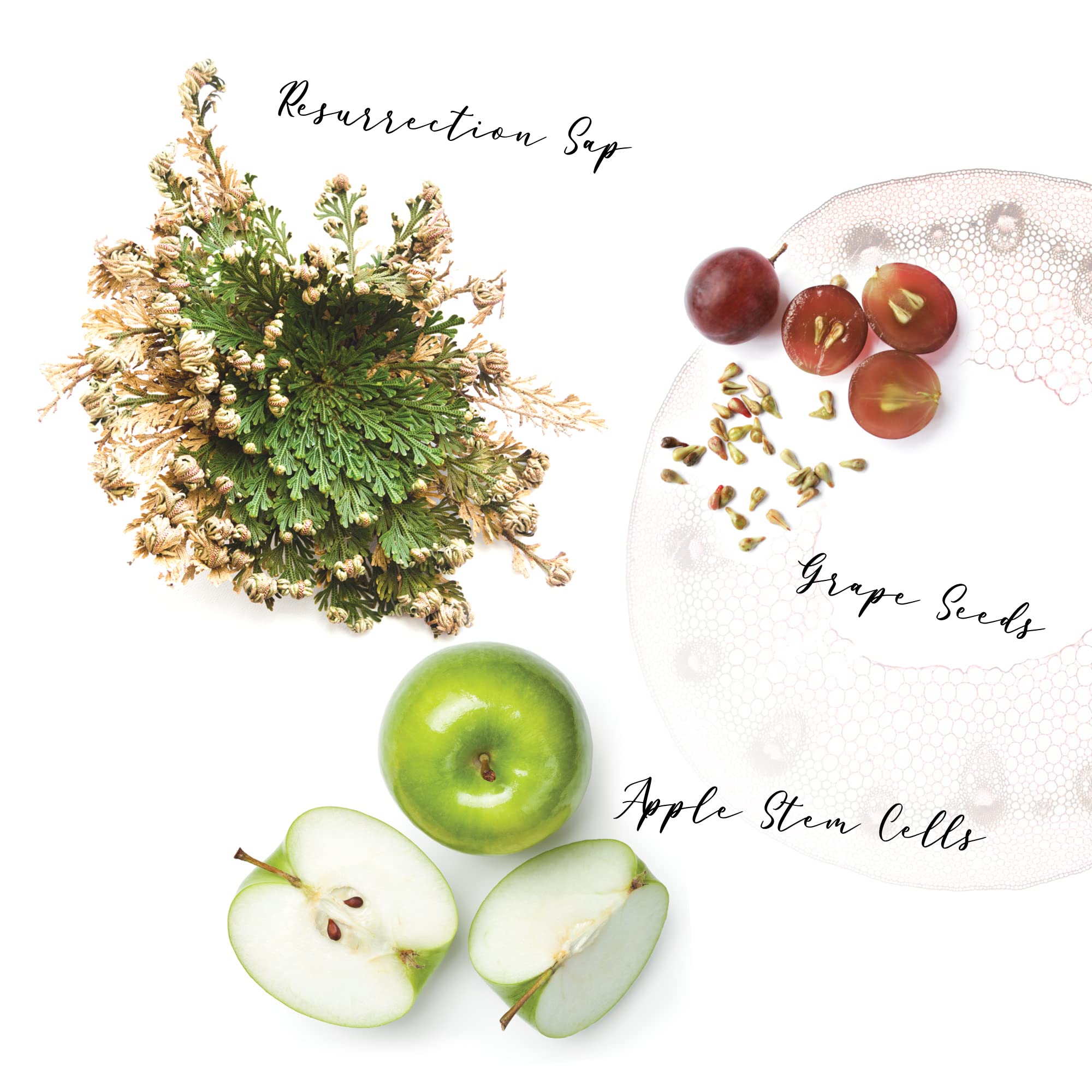 Ecru New York Restorative Conditioner, 24 fl. oz.