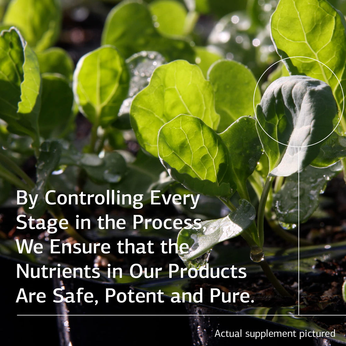 Standard Process Inc. Nutrimere - Whole Food Vitality and Metabolism with Green Lipped Mussel, Organic Carrot, Organic and Sweet Potato - Gluten Free - 90 Capsules