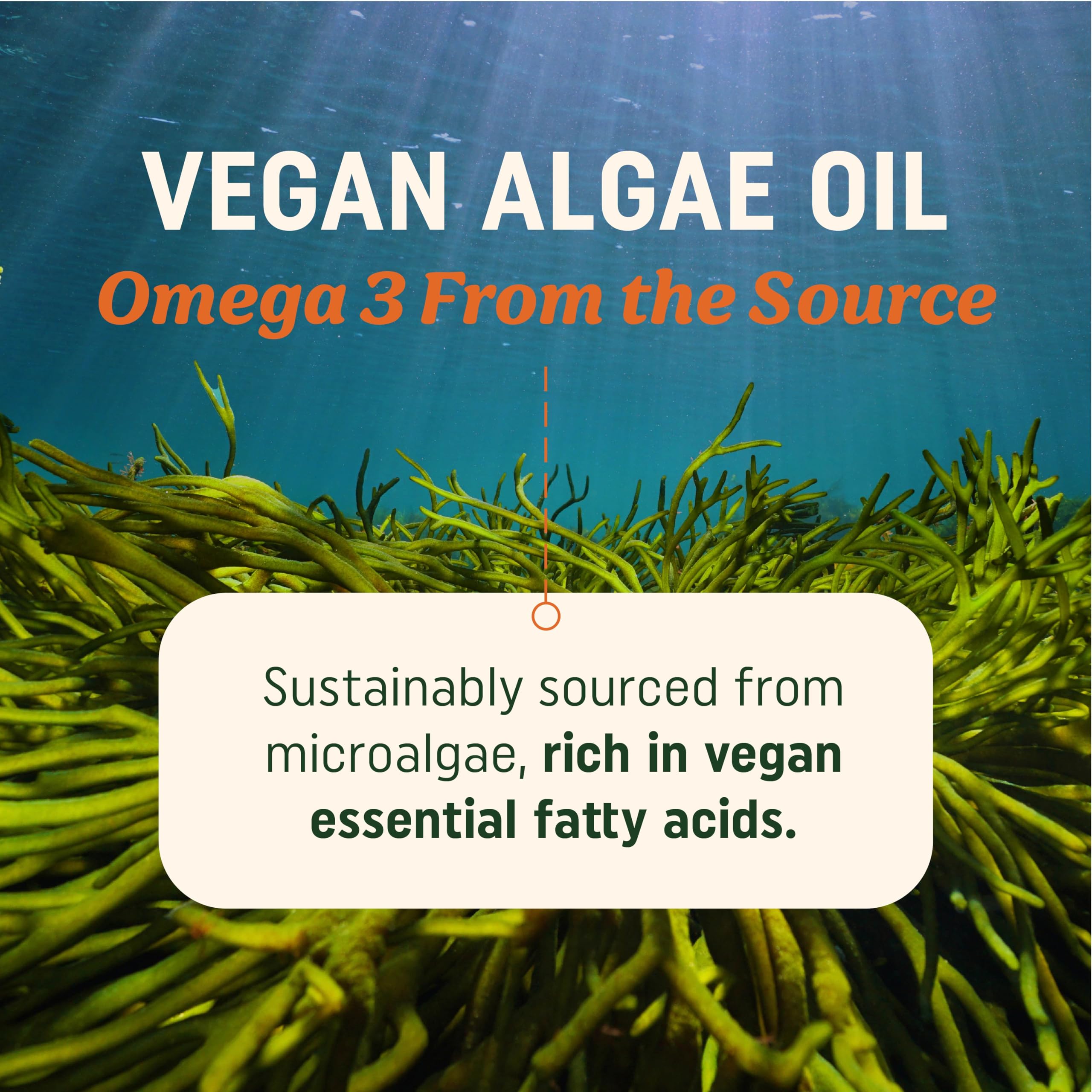 Vegan Omega 3 Algae Oil | Plant Based DHA EPA | Sustainably Sourced, No Carrageenan, Non GMO | Heart, Brain, and Eye Health | Fish Oil Alternative | Algae Omega 3 Supplement | 60 Softgel Capsules