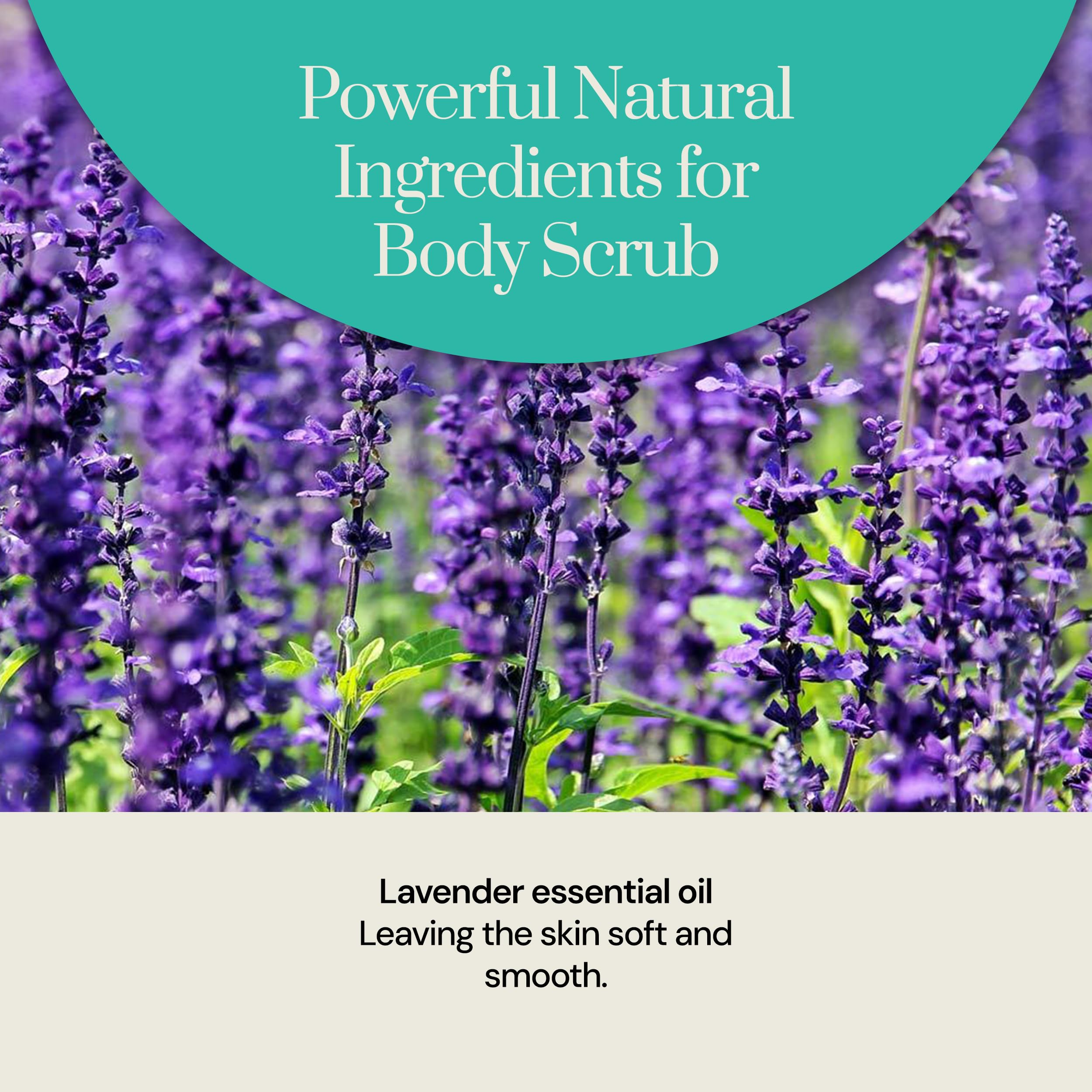 Soapstones Pure Lavender Exfoliating Body Scrub - 200 mL - Gentle and Soothing with Safflower Seed Oil - Essential Oil Infused Body Scrub Exfoliator