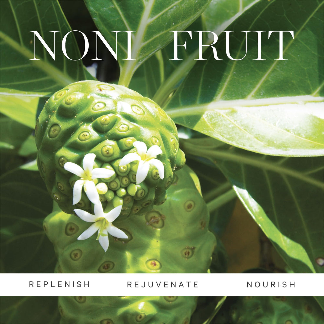 KORA Organics Noni Glow Body Oil, Nourish and Smooth Skin, Certified Organic, Cruelty Free, 3.38 oz