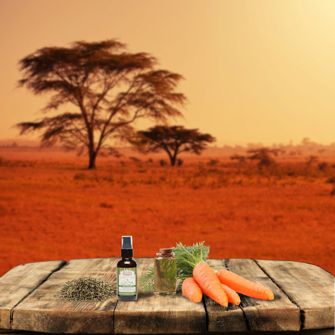 Shea Terra Egyptian Carrot Seed Cold-Pressed Extra Virgin Oil | Nutrient Rich, All Natural & Organic Oil with Anti-Aging Vitamin A, E and Beta-Carotene for Maturing and Damaged Skin Types ââ‚¬â€œ 2 oz