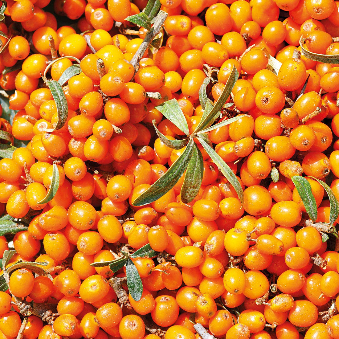 Weleda Sea buckthorn 24h roll-on deodorant