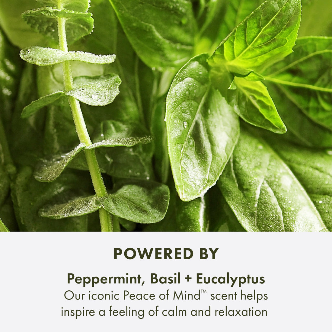 Origins Peace of Mind Relaxing Bath Oil | Softens & Nourishes | with Peppermint, Basil, & Eucalyptus Aromatherapy Essential Oils, 5 Fl Oz