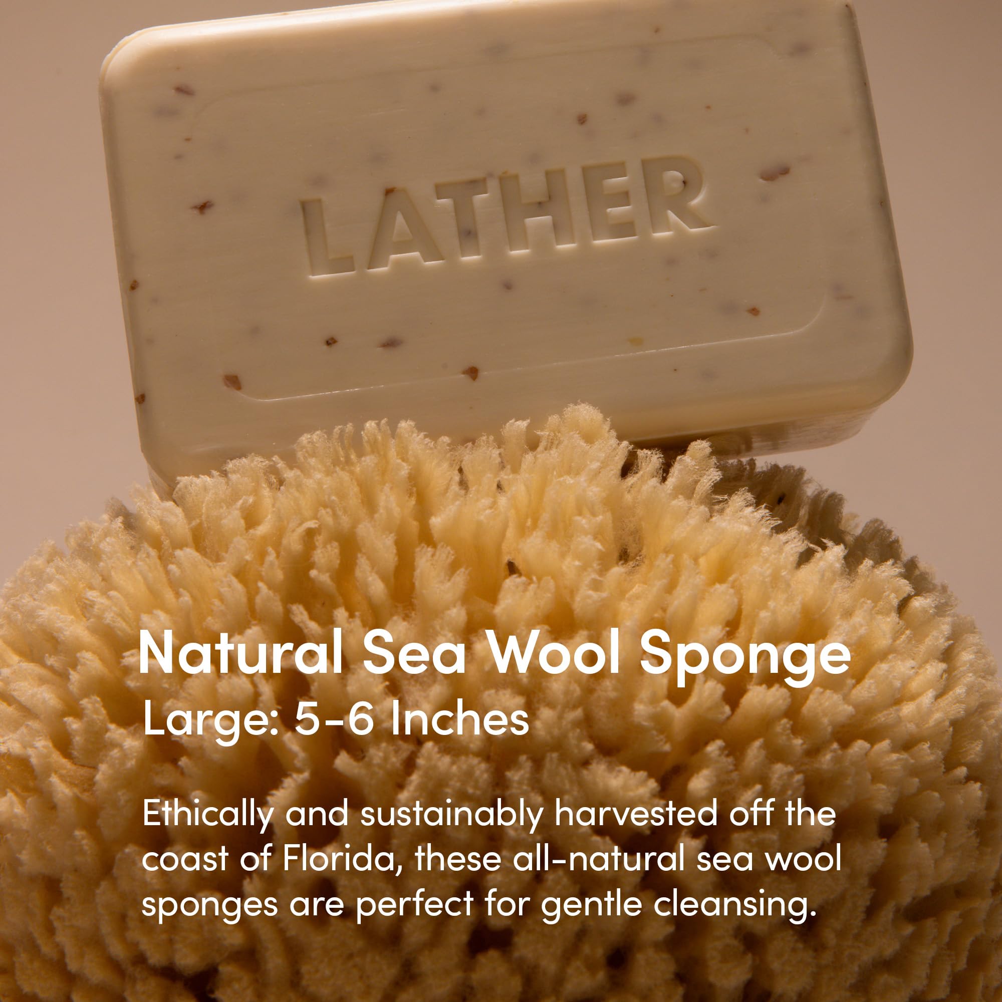 LATHER - Natural Sea Wool Sponge, 5-6 - Organic Exfoliating Body Scrubber - Soft, Gentle Cleansing - Hypoallergenic - All Skin Types - Florida Natural Loofah Sponge - Cruelty Free - Beauty & Skincare