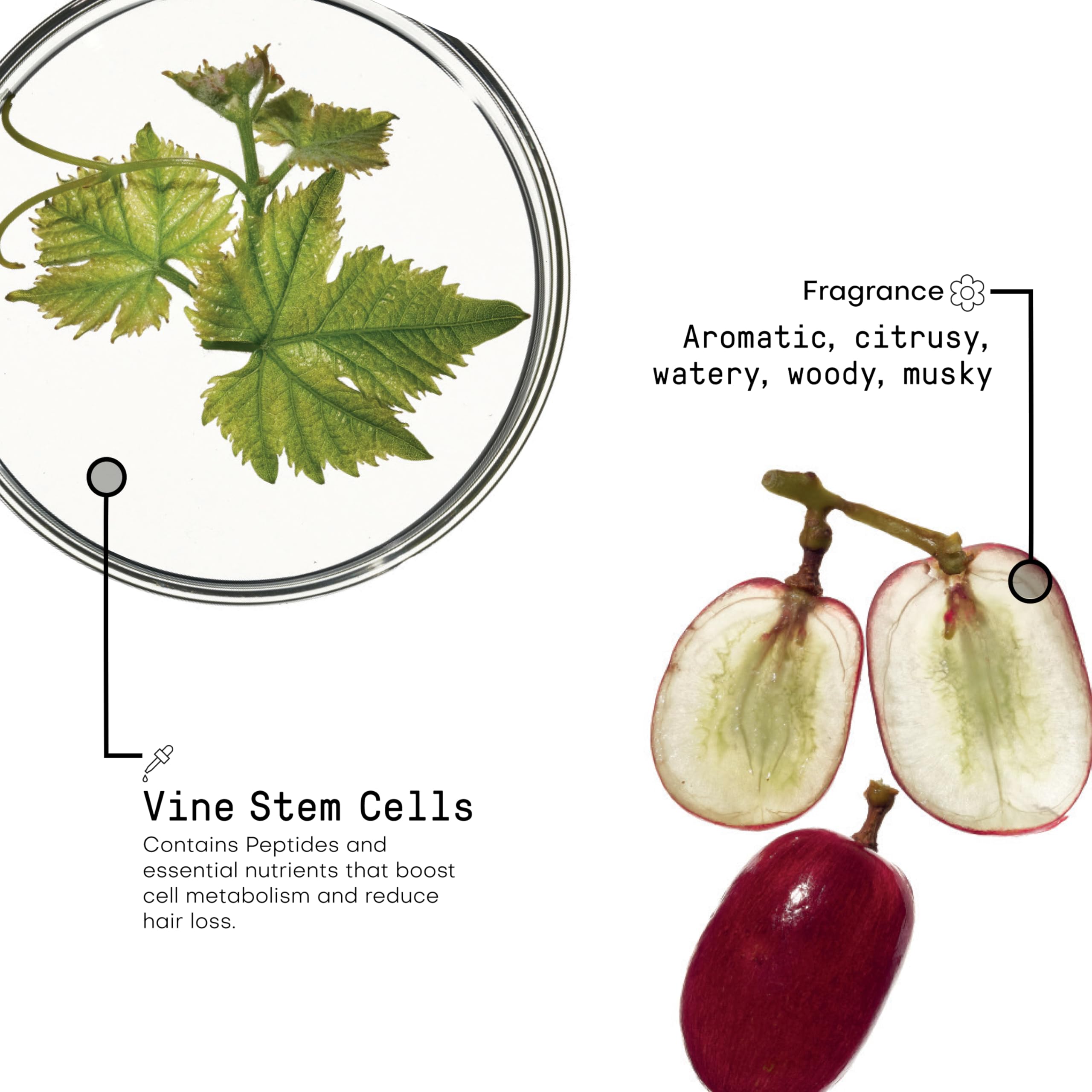 FRAMESI Morphosis Reinforcing Energizing Leave In Conditioner Spray, 5.1 fl oz, Treatment for Scalp and Thinning Hair