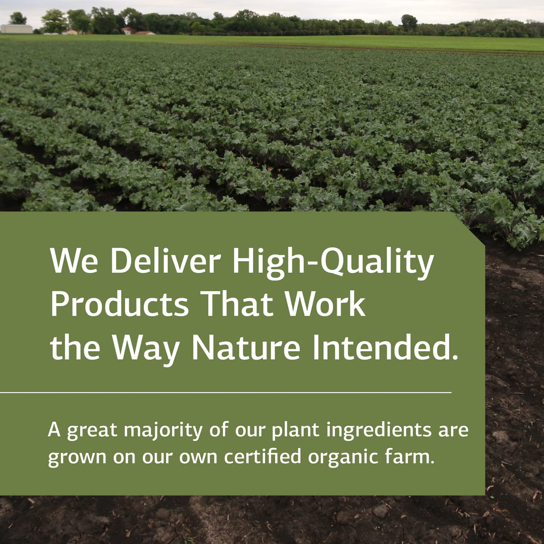 Standard Process Inc. Manganese B12 - Whole Food Hemoglobin and Antioxidant with Manganese, Organic Carrot, Maltodextrin, Copper, Organic Sweet Potato, Camu Camu, Vitamin B12-90 Tablets