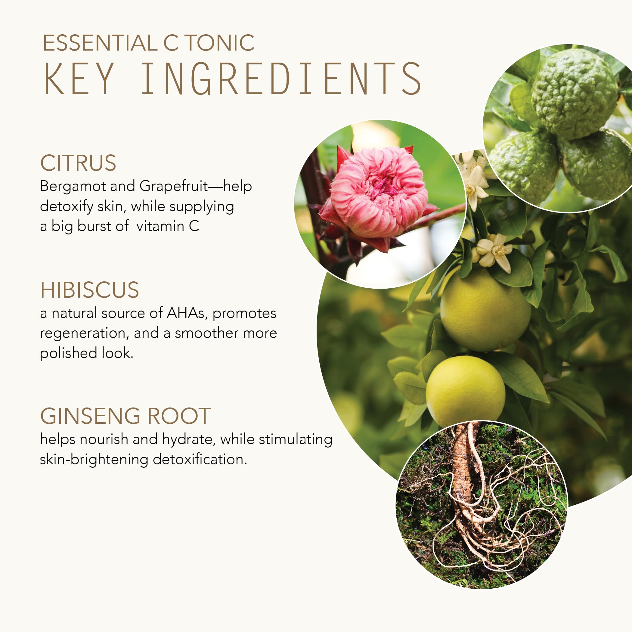 Tammy Fender Essential C Tonic