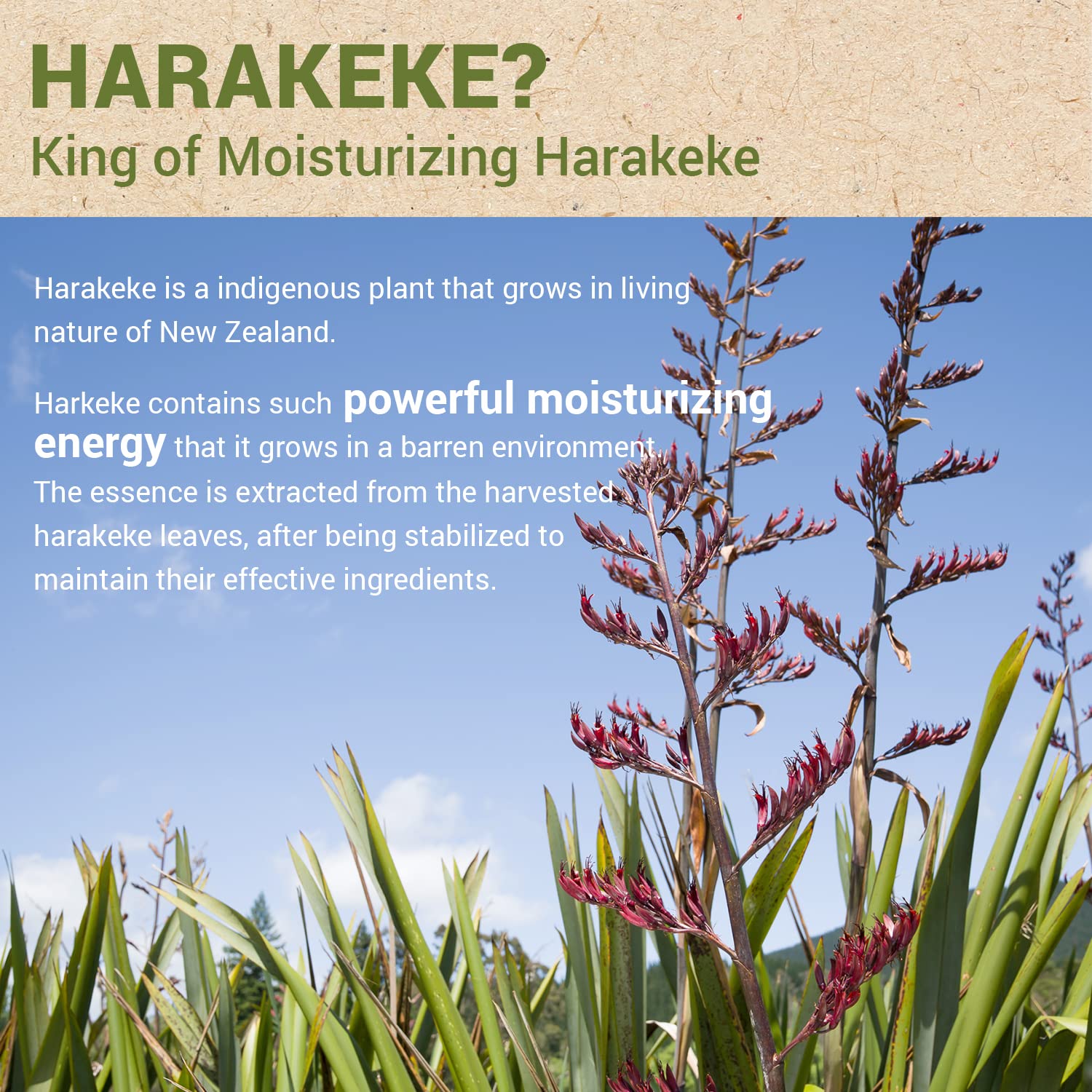 [The SAEM] Urban Eco Harakeke Toner 150ml - 90% Harakeke Extract, Firming Gel Type Fresh Moisturizing Facial Toner, Skin Soothing & Purifying