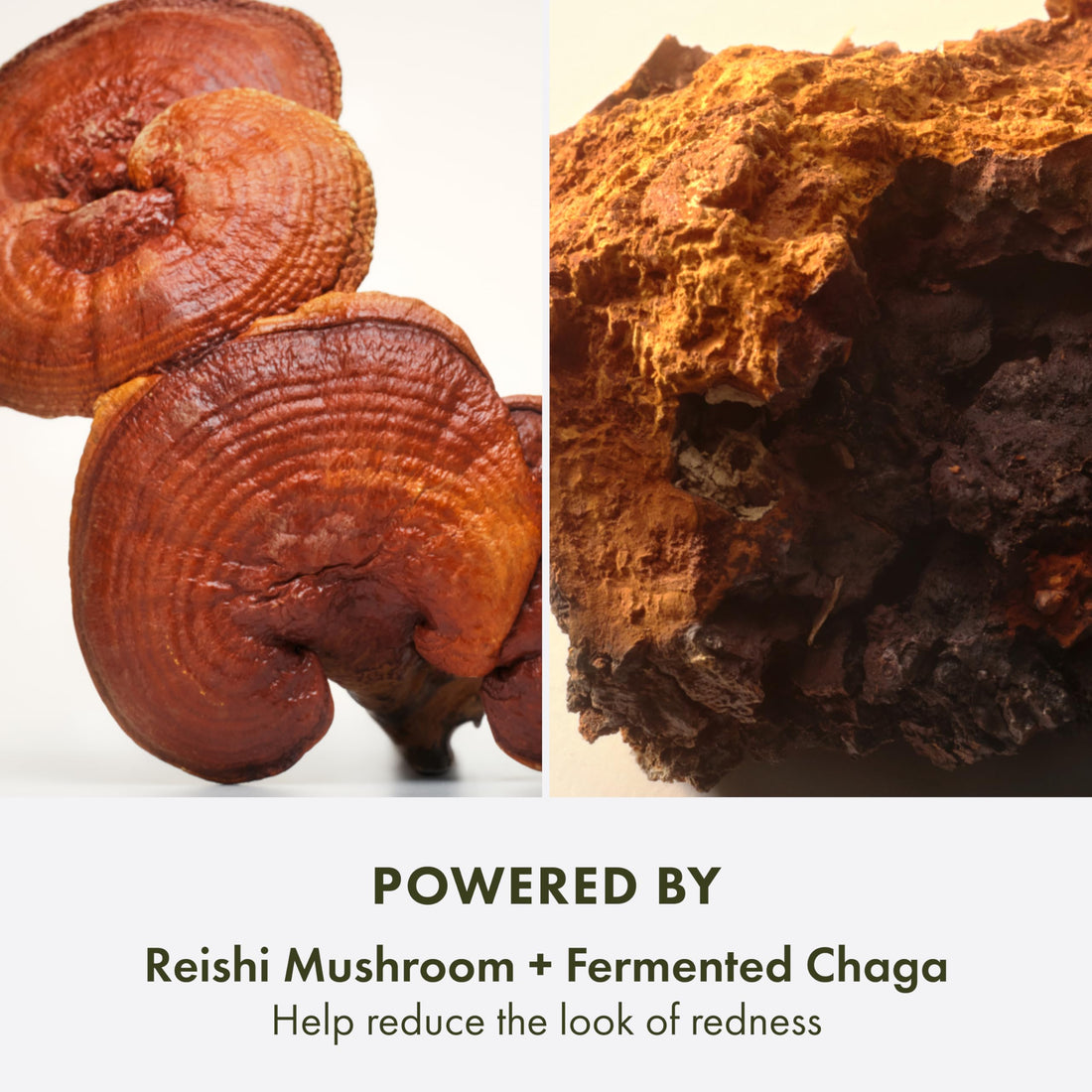 Origins Mega-Mushroom Lightweight Moisturizer | Hydrates, Visibly Reduces Redness & Strengthens Skin | With Reishi Mushroom, 3.4 Fl Oz