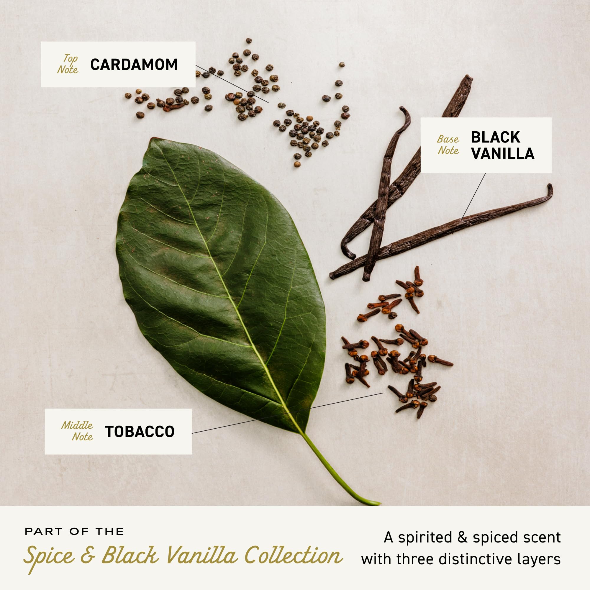 Cremo Cologne for Men - Spice & Black Vanilla Mens Cologne Spray - An Explosion of Vibrant Spices, Dark Woods and Black Vanilla, Fragrances For Men, 3.4 Fl Oz