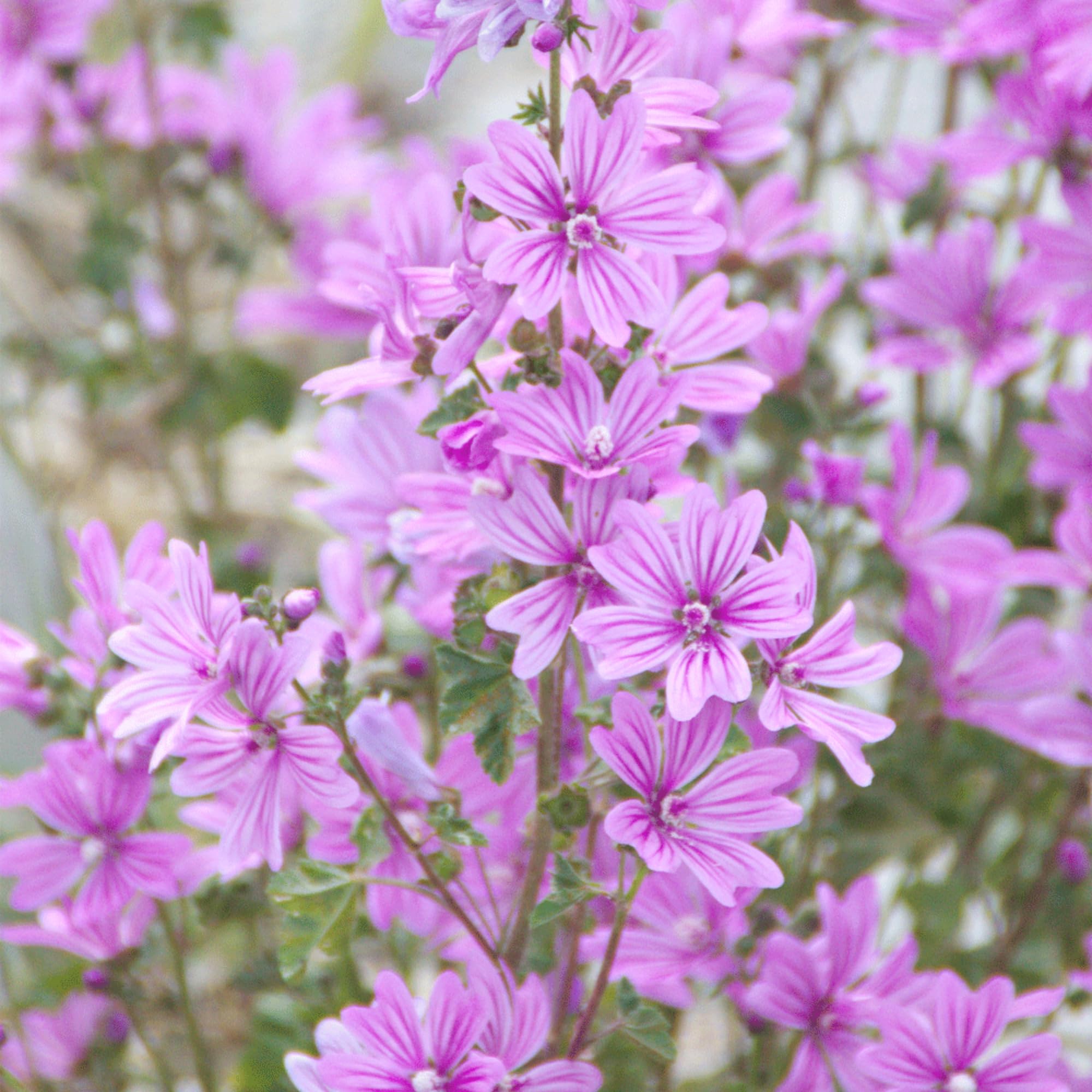 Rausch Malven Volumizing Shampoo 200ml