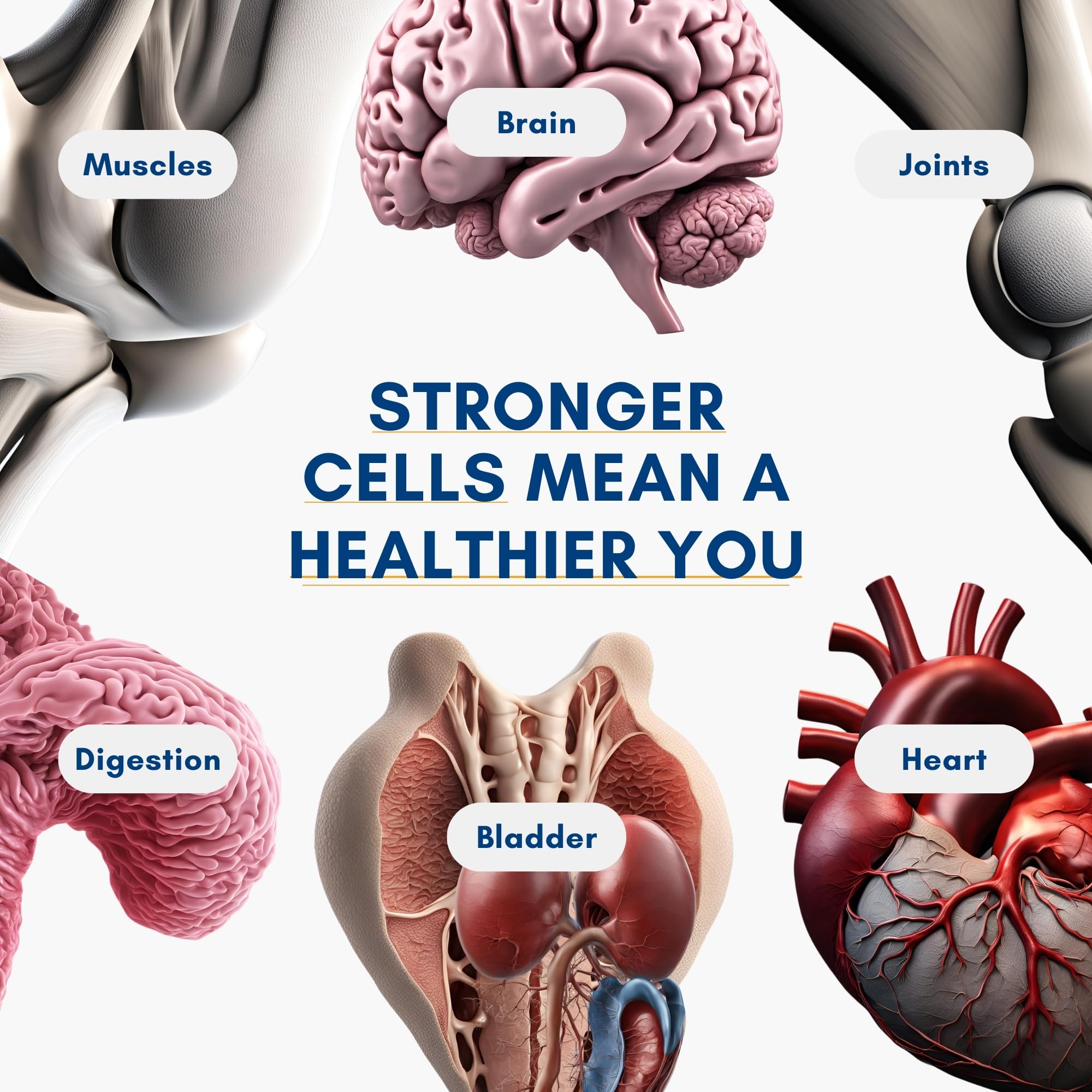 Strength24+ Dietary Supplement for Cellular Health, Muscle Recovery, and Vibrant Aging