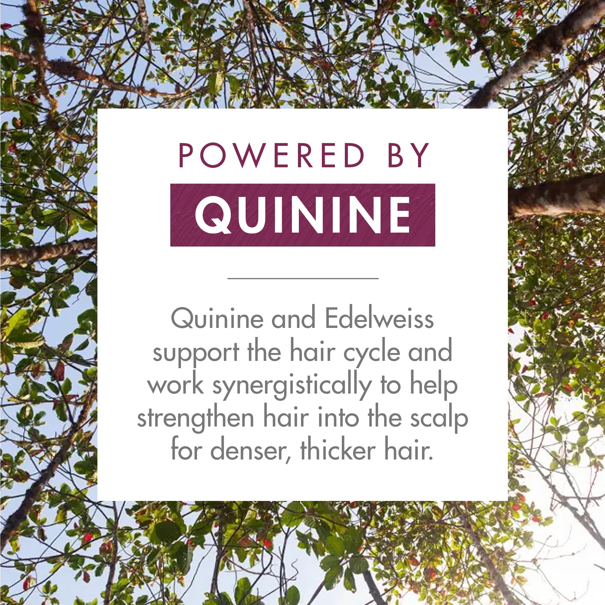 Klorane - Strengthening Shampoo - with Quinine & Edelweiss For Thinning Hair - Support Thicker Hair - Silicone, Paraben & Sulfate Free - 13.5 fl. oz.