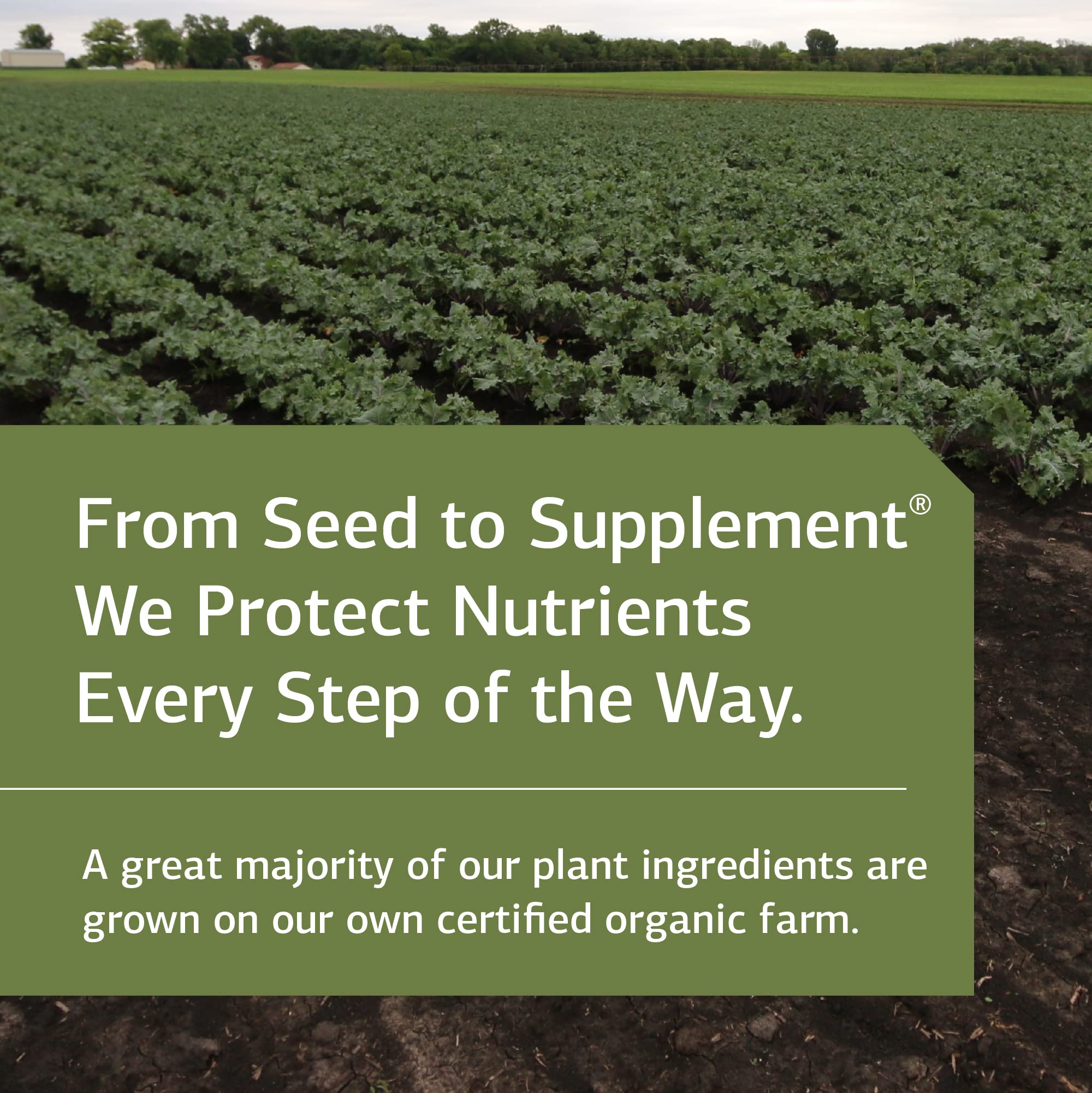 Standard Process Inc. Zypan - Digestive Health Support Supplement - HCI Supplement with Pancreatin, Betaine Hydrochloride & Pepsin - Support Macronutrient Digestion - 330 Tablets