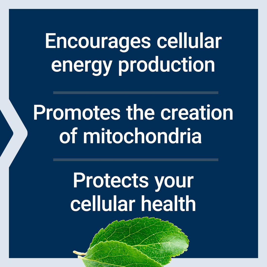 Life Extension Mitochondrial Energy Optimizer with PQQ – For Heart & Brain Health, Energy Management and Anti-Aging - Gluten-Free, Non-GMO, Vegetarian – 120 Capsules