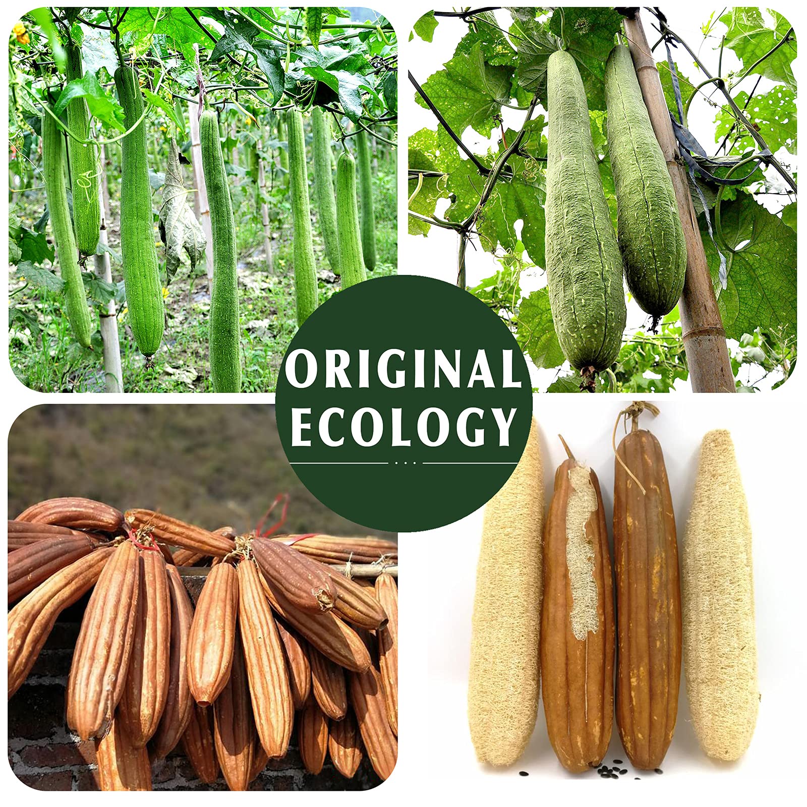 Natural Loofah Sponge Exfoliating(4 Packs),Made with Eco-Friendly and Biodegradable Shower Luffa Sponge, Loofah for Women and Men, Brown