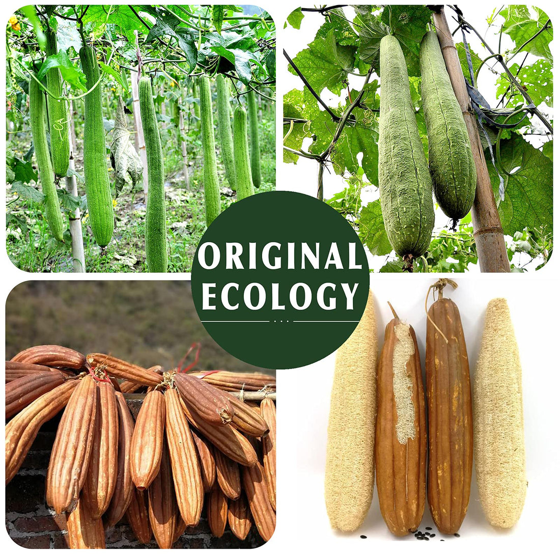 Natural Loofah Sponge Exfoliating(4 Packs),Made with Eco-Friendly and Biodegradable Shower Luffa Sponge, Loofah for Women and Men, Brown