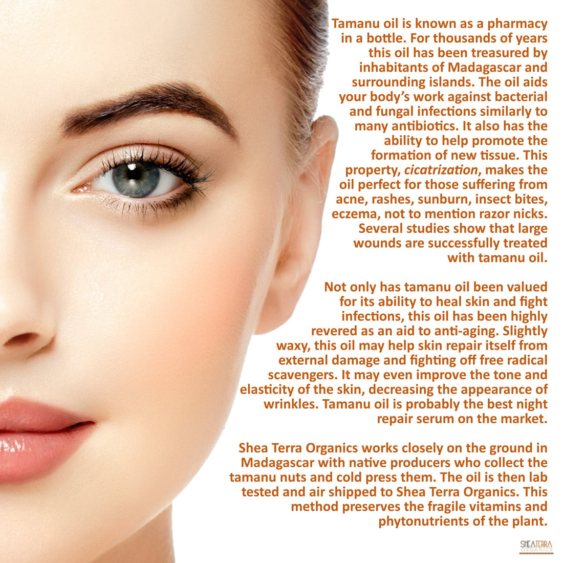 Shea Terra Madagascar Tamanu Cold-pressed Extra Virgin Oil |All Natural & Organic Oil Rich in Anti-Aging Amino Acids & Anti-Acne Properties for Softer, Hydrated & Blemish-Free Skin – 2 oz