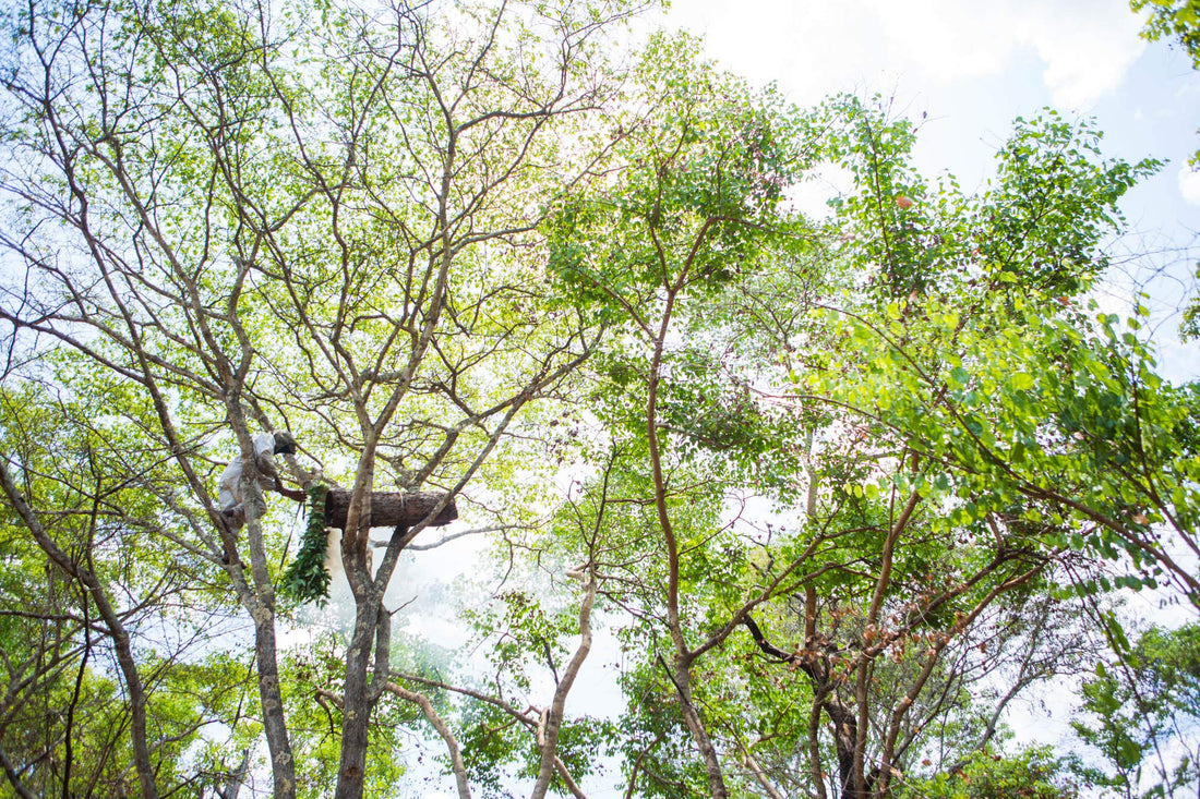 ZAMBEEZI Fair Trade, Organic Beeswax Lip Balm - Variety 4 Pack (Lemongrass, Tangerine, Suncare and Honeybalm) - Ethically Sourced
