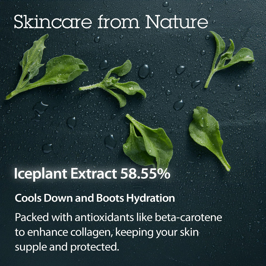 Blithe Pressed Serum Crystal Iceplant Cooling Eucalyptus Cream - Water Gel Face Moisturizer for Combination Skin with Mistletoe Evening Primrose, Korean Clean Beauty Calming & Hydrating 1.68 Fl Oz