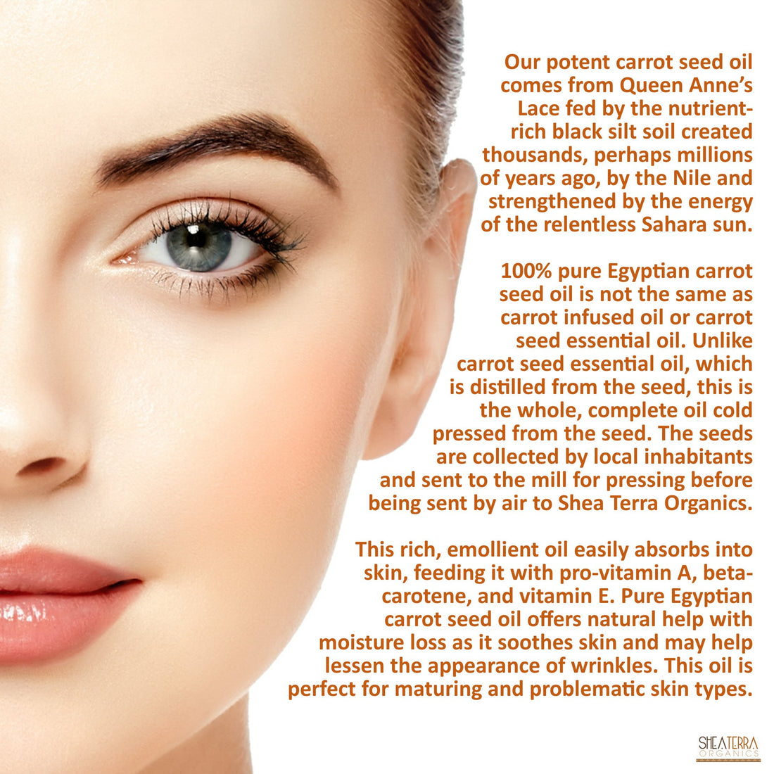Shea Terra Egyptian Carrot Seed Cold-Pressed Extra Virgin Oil | Nutrient Rich, All Natural & Organic Oil with Anti-Aging Vitamin A, E and Beta-Carotene for Maturing and Damaged Skin Types ââ‚¬â€œ 2 oz