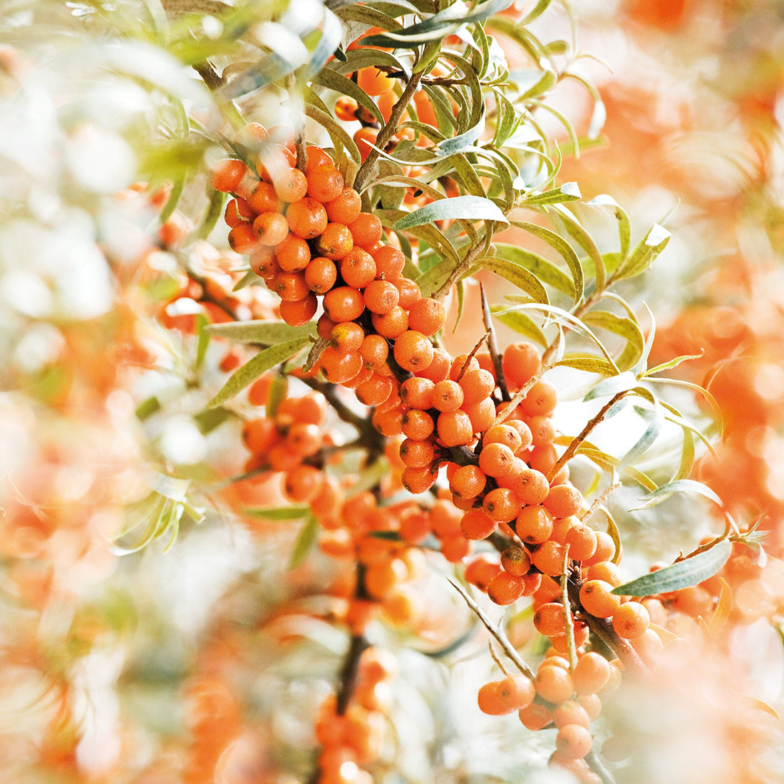Weleda Sea Buckthorn Hand Cream, 1.7 Ounce