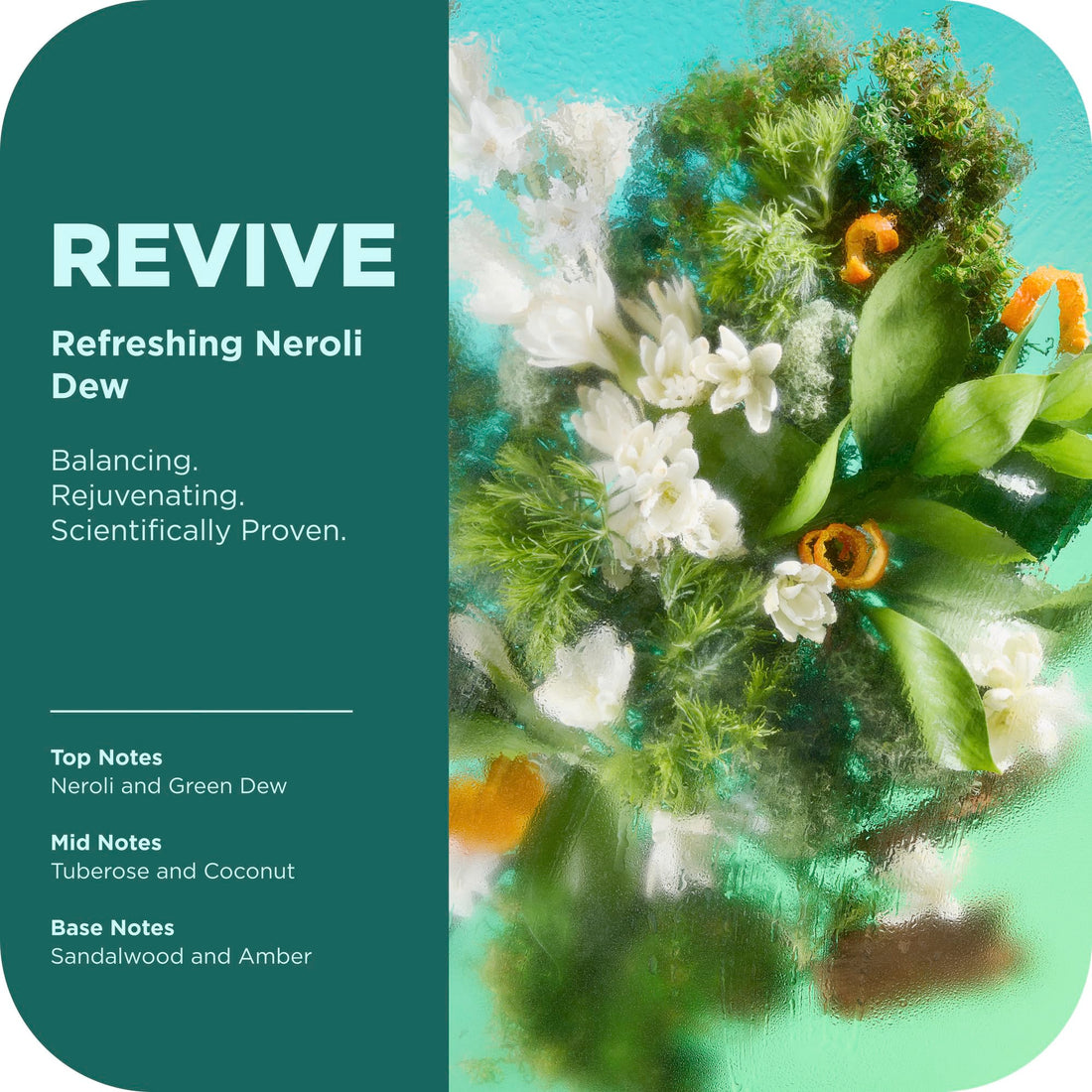 OLLY Revive Body Wash with Magnesium, Electrolytes & Vitamin B12– Nourishing Cleanser for Skin Barrier Repair, Deep Hydration, Refreshing Nerolidew Scent, 17 oz