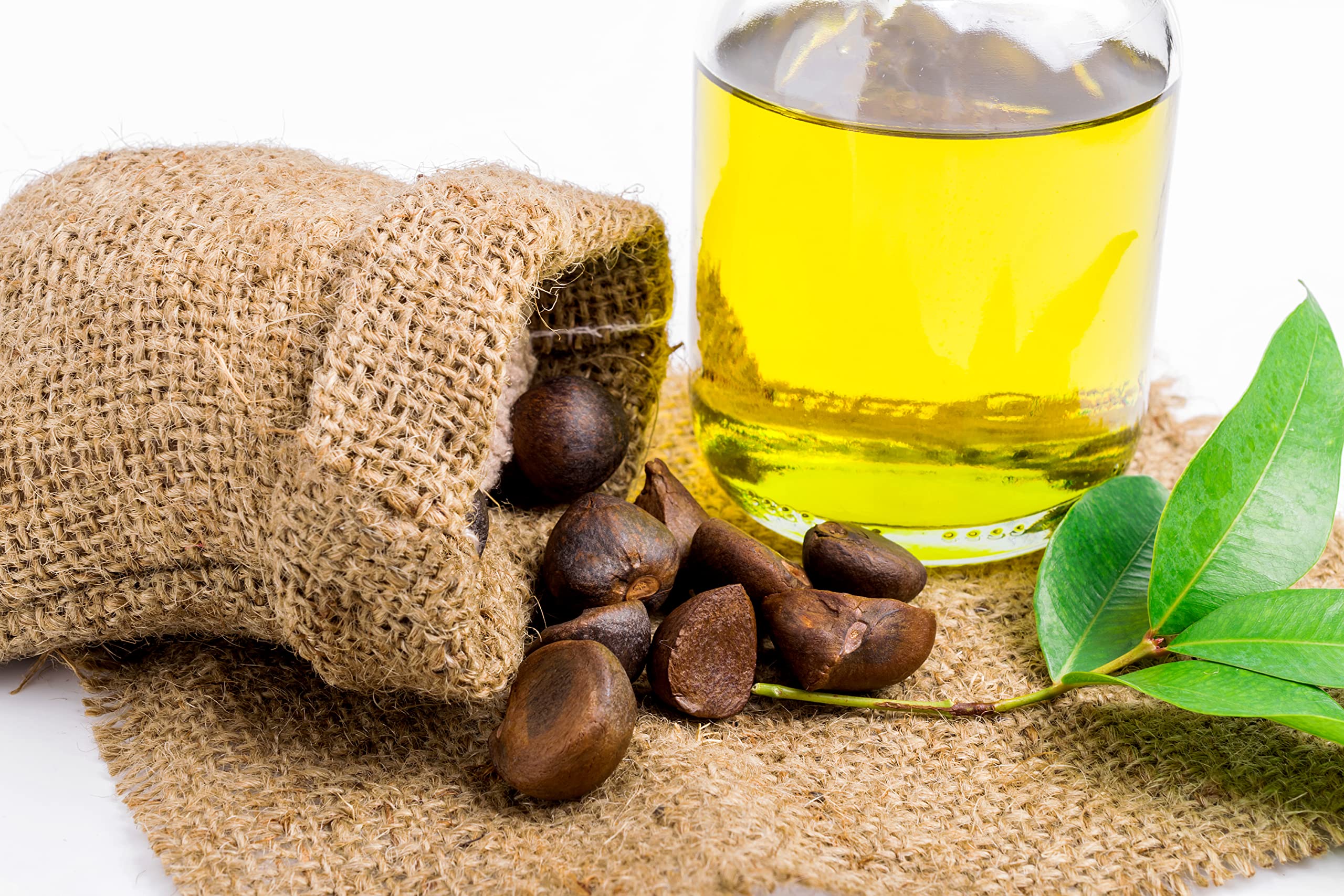 OPO Camellia Seed Oil - 8 oz - Pure, Unrefined, Cold Pressed, Non-GMO Japanese Bulk Carrier Oil for Skin, Hair, Nails, Body, Facial Hair - Hydrating Nourishing Moisturizing - Organic Pure Oil