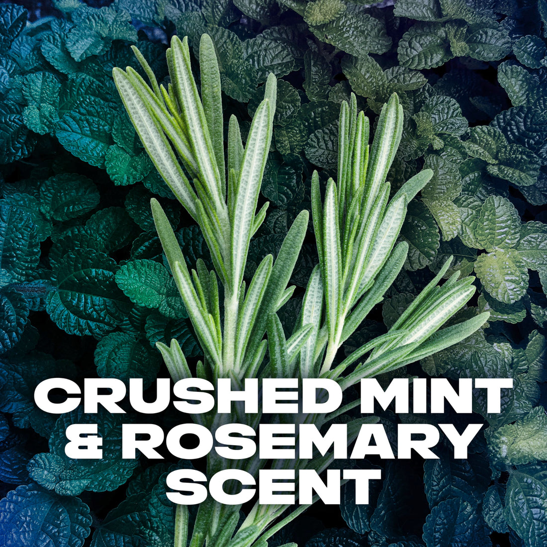 AXE Phoenix Anti Perspirant And Deodorant Stick