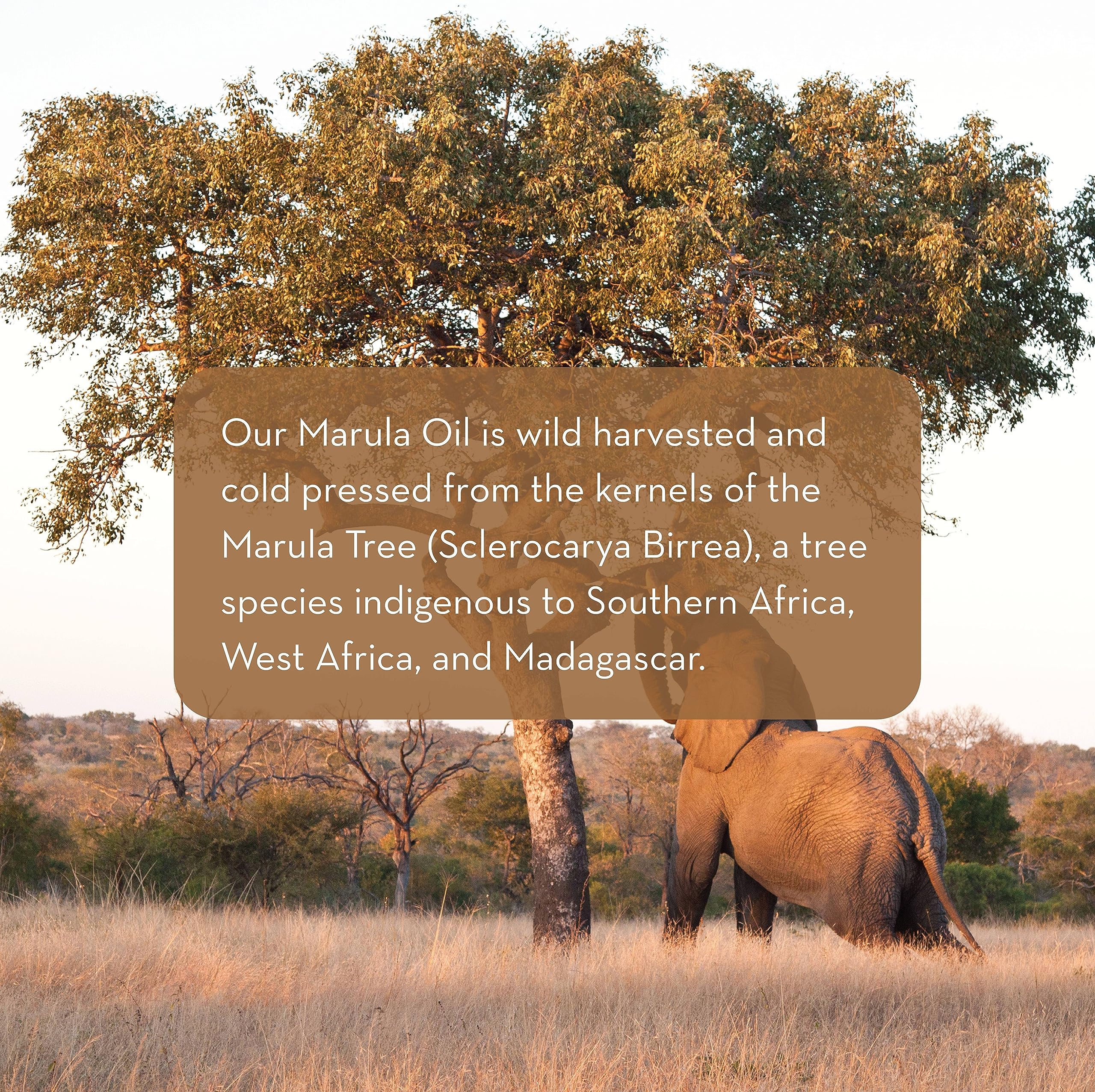 Pure Body Naturals Marula Facial Oil, 1 Fluid Ounce - Cold-pressed, Refined Luxury Beauty Oil for Face and Hair - Vegan, Gluten-free and 100% Natural