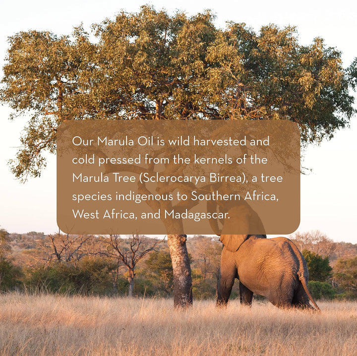 Pure Body Naturals Marula Facial Oil, 1 Fluid Ounce - Cold-pressed, Refined Luxury Beauty Oil for Face and Hair - Vegan, Gluten-free and 100% Natural