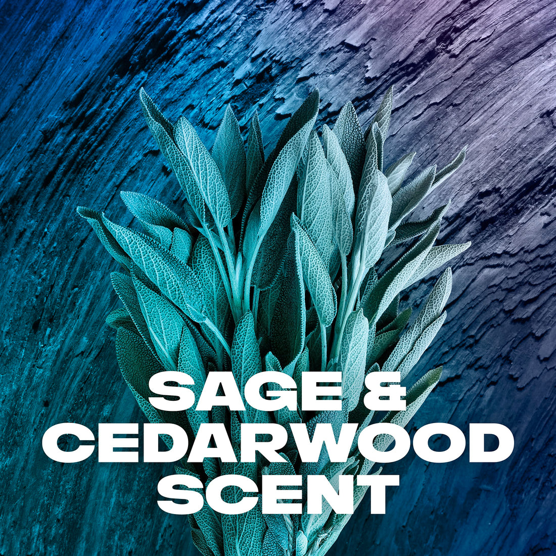 AXE Wash & Care 2-in-1 Shampoo & Conditioner Apollo Wash & Care 4 Count for Clean & Strong Hair Sage & Cedarwood 100% Recycled Bottle 28 oz